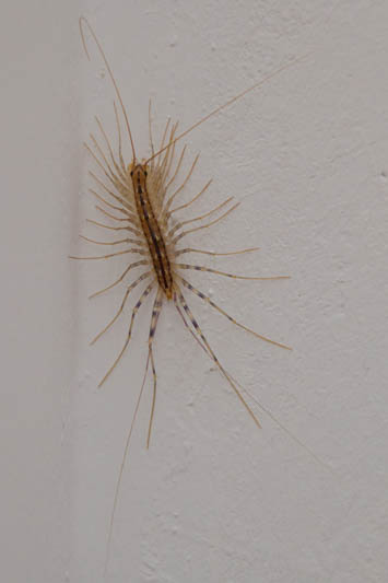 Scutigera coleoptrata (House Centipede).jpg
